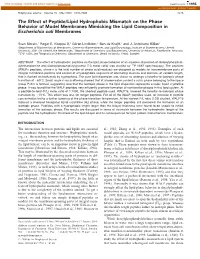 The Effect of Peptide/Lipid Hydrophobic Mismatch on the Phase Behavior of Model Membranes Mimicking the Lipid Composition in Escherichia Coli Membranes