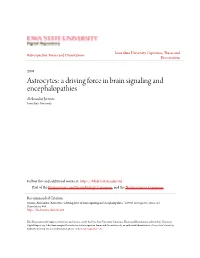 Astrocytes: a Driving Force in Brain Signaling and Encephalopathies Aleksandar Jeremic Iowa State University