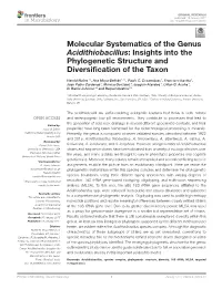 Molecular Systematics of the Genus Acidithiobacillus: Insights Into the Phylogenetic Structure and Diversiﬁcation of the Taxon