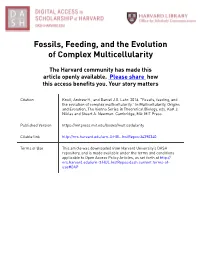 Fossils, Feeding, and the Evolution of Complex Multicellularity