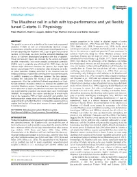 The Mauthner Cell in a Fish with Top-Performance and Yet Flexibly Tuned C-Starts