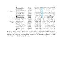 (Muty) Protein Showing a 4 Amino Acid Insertion That Is a Distinctive Characteristic from Homologs of Deinococcus Group of Bacteria