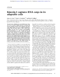 Kinesin-1 Captures RNA Cargo in Its Adaptable Coils