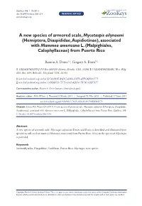 Hemiptera, Diaspididae, Aspidiotinae), Associated with Mammea Americana L