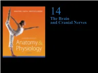 The Brain and Cranial Nerves