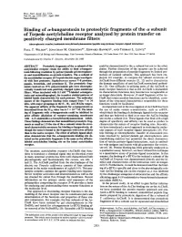 Binding of A-Bungarotoxin to Proteolytic Fragments of the A