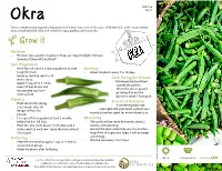 Okra Diam Nonummy Nibh Lorem Ipsum Dolor Sit Amet, Lorem Ipsum Okra Is a Warm-Season Vegetable That Grows Well in Most Texas Soils
