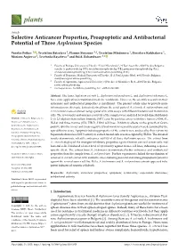 Selective Anticancer Properties, Proapoptotic and Antibacterial Potential of Three Asplenium Species