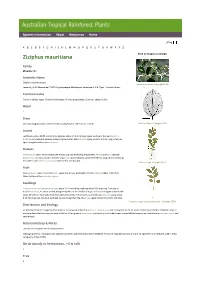 Ziziphus Mauritiana Click on Images to Enlarge