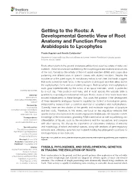 Getting to the Roots: a Developmental Genetic View of Root Anatomy and Function from Arabidopsis to Lycophytes