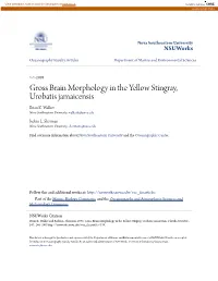 Gross Brain Morphology in the Yellow Stingray, Urobatis Jamaicensis Brian K
