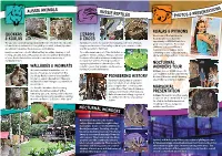 Aussie Animals Aussie Reptiles Photos & Prese