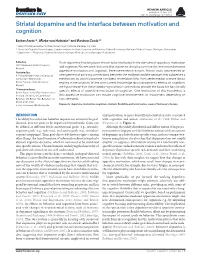 Striatal Dopamine and the Interface Between Motivation and Cognition
