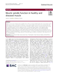 VIEW Open Access Muscle Spindle Function in Healthy and Diseased Muscle Stephan Kröger* and Bridgette Watkins