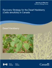 Dwarf Hackberry RS 2010
