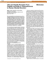 Minireview Cilia and Flagella Revealed: from Flagellar Assembly