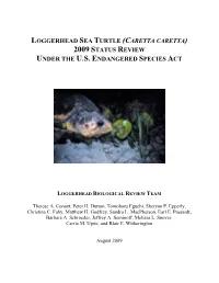 2009 Loggerhead Sea Turtle