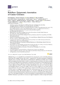 Barkbase: Epigenomic Annotation of Canine Genomes