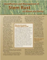 Stem Rust on Wheat and Barley
