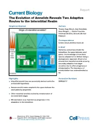 The Evolution of Annelids Reveals Two Adaptive Routes to the Interstitial Realm