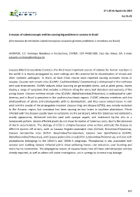 A Mosaic of Submicroscopic Entities Causing Big Problems in Cassava in Brazil