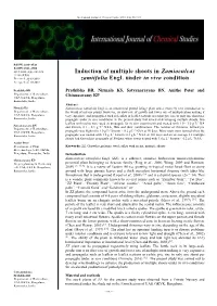 Induction of Multiple Shoots in Zamioculcas Zamiifolia Engl. Under in Vivo Condition