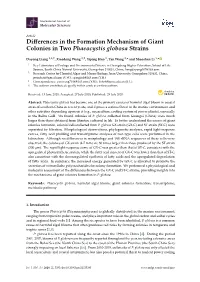 Differences in the Formation Mechanism of Giant Colonies in Two Phaeocystis Globosa Strains