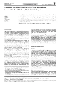 Calonectria Species Associated with Cutting Rot of Eucalyptus
