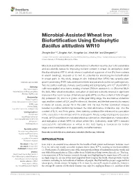 Microbial-Assisted Wheat Iron Biofortification Using Endophytic