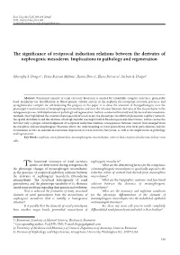 The Significance of Reciprocal Induction Relations Between the Derivates of Nephrogenic Mesoderm