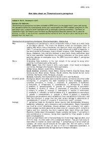 Mini Data Sheet on Thaumastocoris Peregrinus