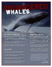 SOLUTION: Gathering and Sonic Blasts for Oil Exploration Because These Practices Can Harm and Kill Whales