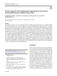 Ectopic Expression of the Stabilin2 Gene Triggered by an Intracisternal a Particle (IAP) Element in DBA/2J Strain of Mice