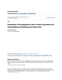 Examination of the Phylogenetic Value of Molar Cusp Patterns for Australopithecus Paranthropus and Early Homo