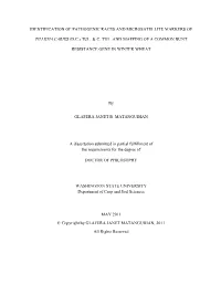 Identification of Pathogenic Races and Microsatellite Markers Of