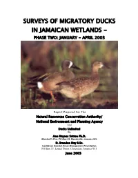 Status of Resident and Migratory Ducks in Jamaica
