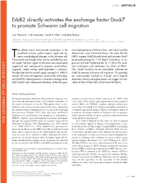 Erbb2 Directly Activates the Exchange Factor Dock7 to Promote Schwann