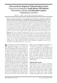First Records for Angola of Yellow-Throated Cuckoo Chrysococcyx Flavigularis, South African Cliff Swallow Petrochelidon Spiloder