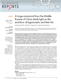 A Large Mimotonid from the Middle Eocene of China Sheds Light on The