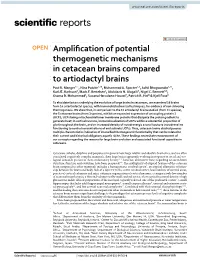 Amplification of Potential Thermogenetic Mechanisms In