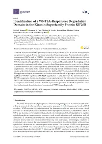 Identification of a WNT5A-Responsive Degradation Domain in the Kinesin