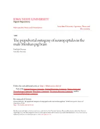 The Prepubertal Ontogeny of Neuropeptides in the Male Meishan Pig Brain Paul Lyle Pearson Iowa State University