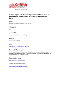 Morphology of Lithothamnion Japonicum (Hapalidiaceae, Rhodophyta): a New Record of Coralline Species from Korea