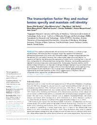 The Transcription Factor Hey and Nuclear Lamins Specify and Maintain