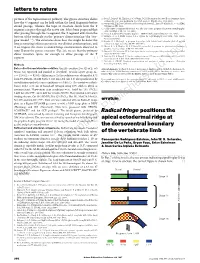 Radical Fringe Positions the Apical Ectodermal Ridge at the Dorsoventral Boundary of the Vertebrate Limb