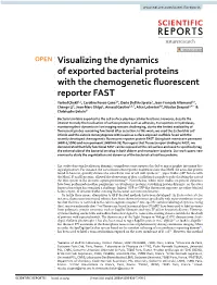 Visualizing the Dynamics of Exported Bacterial Proteins with The