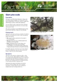 Giant Pine Scale Description Giant Pine Scale (Marchalina Hellenica) Is a Large Scale Insect That Reaches a Length of 8–19 Mm and 3–5 Mm Wide