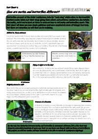 How Are Moths and Butterflies Different?