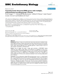 Cyanobacterial Ribosomal RNA Genes with Multiple, Endonuclease