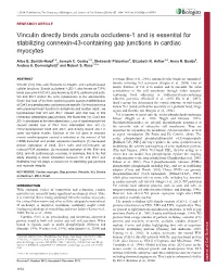 Vinculin Directly Binds Zonula Occludens-1 and Is Essential For